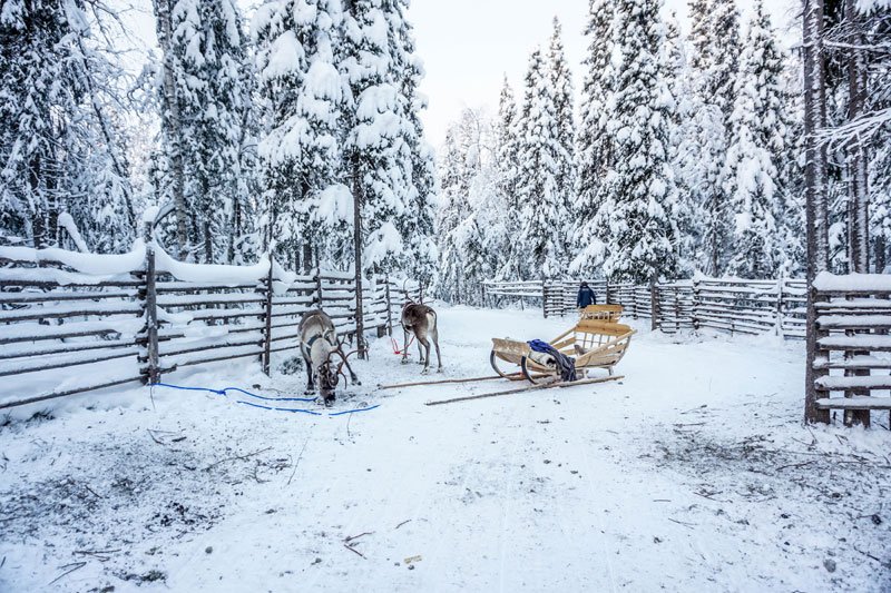 Finland Wolverine Fell