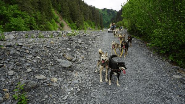 Dog Sled Alaska