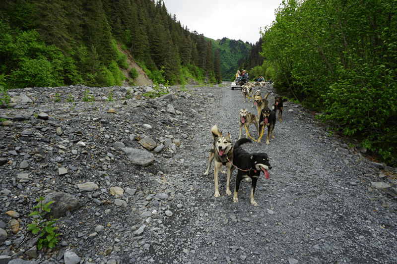 Dog Sled Alaska