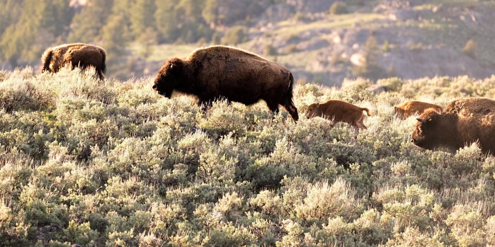 4 days in yellowstone itinerary