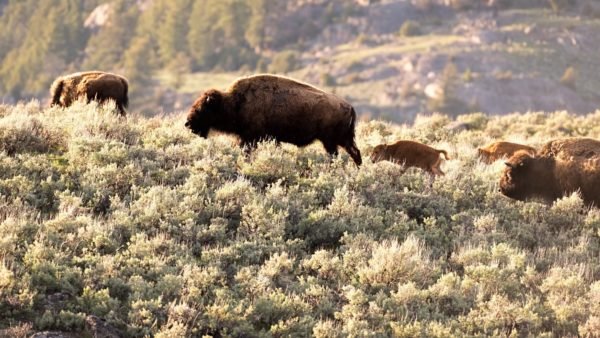 4 days in yellowstone itinerary