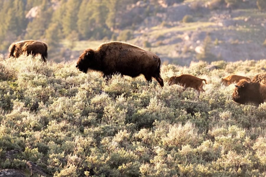 4 days in yellowstone itinerary