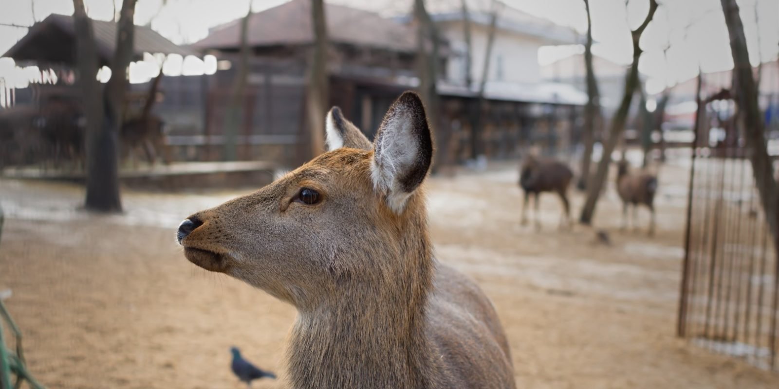 Nara with kids