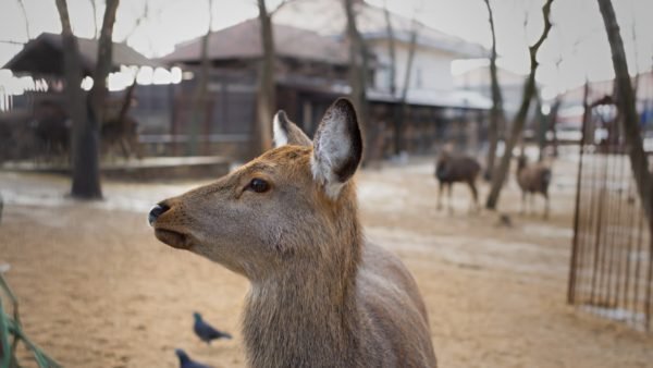 Nara with kids