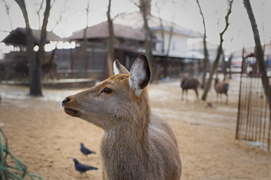 Nara with kids