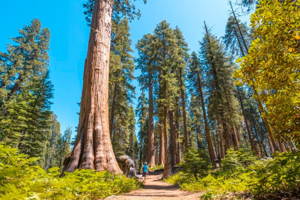 Best National Parks for Kids - Sequoia & Kings Canyon National Park