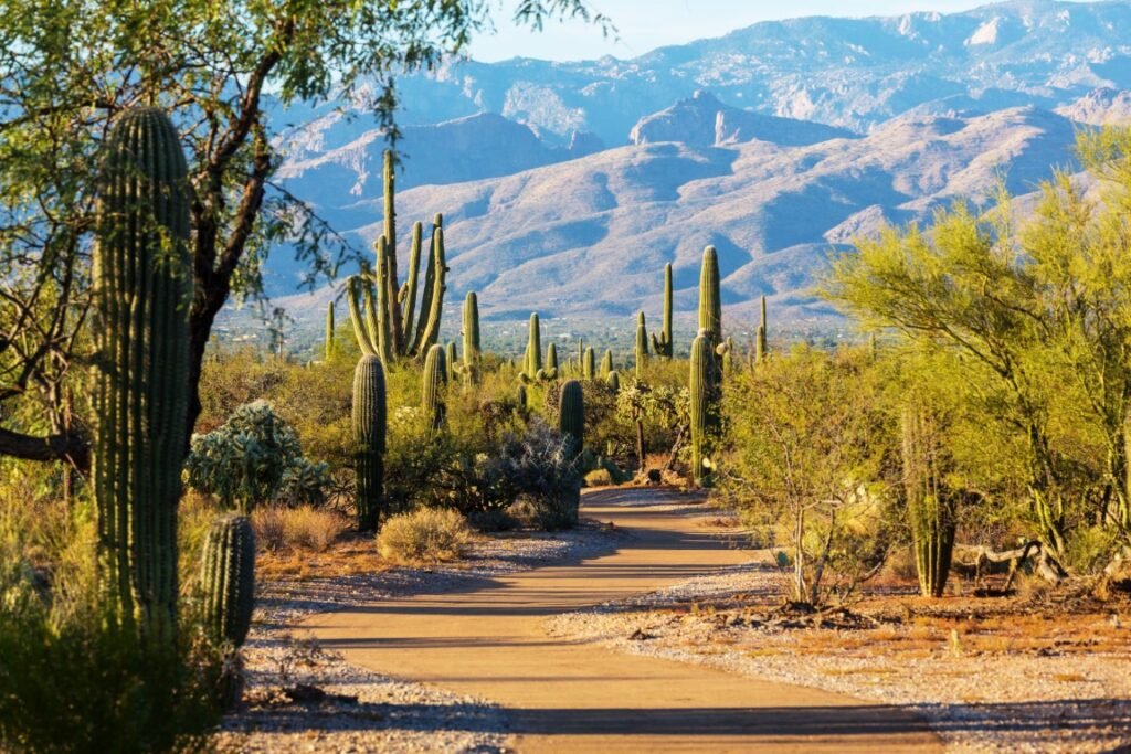 Saguaro National Park - best time to visit national parks with family
