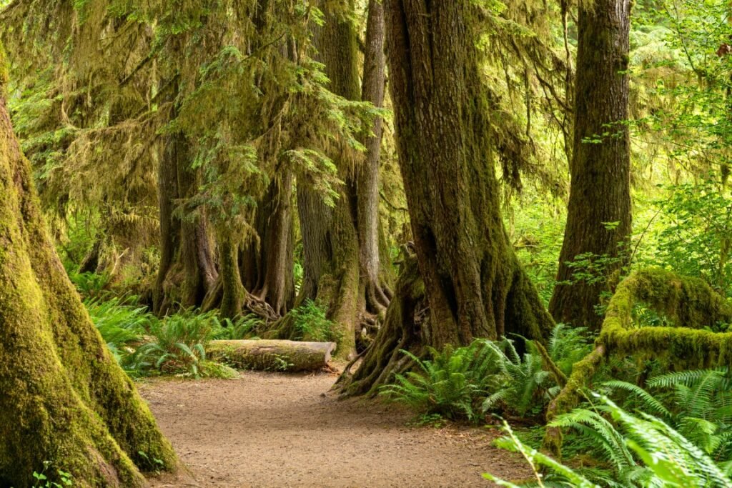 Best National Parks for Families -Olympic National Park
