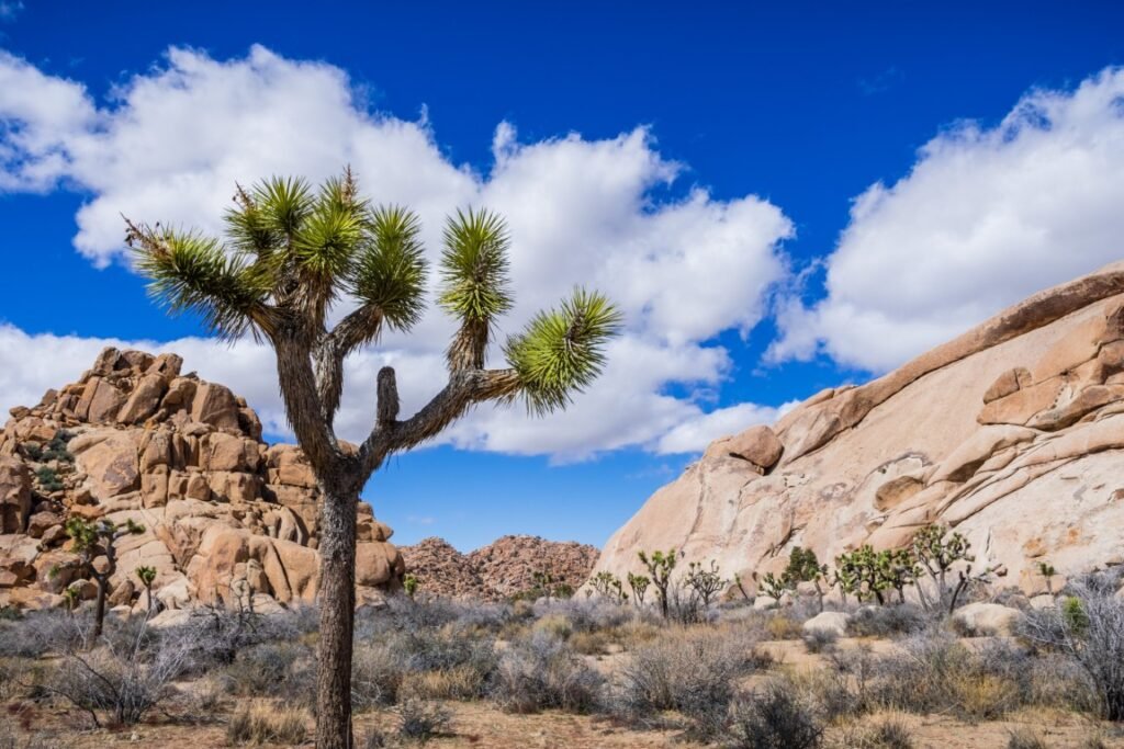 Joshua Tree National Park,