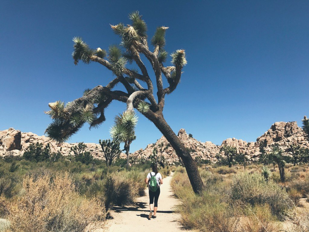 Best National Parks for Kids - Joshua Tree National Park