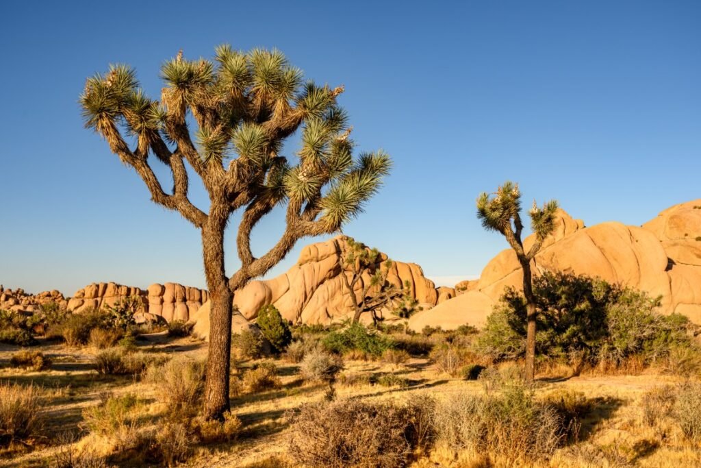 Best National Parks for Families -Joshua Tree National Park