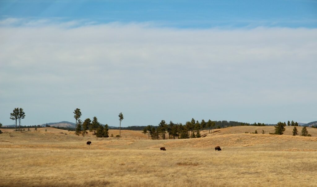 Best Midwest National Parks for Families - Wind Cave National Park