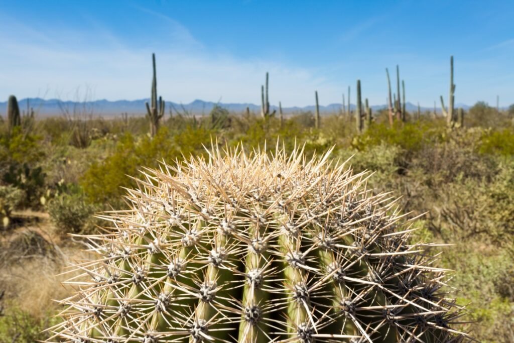 Best National Parks for Families -Saguaro National Park