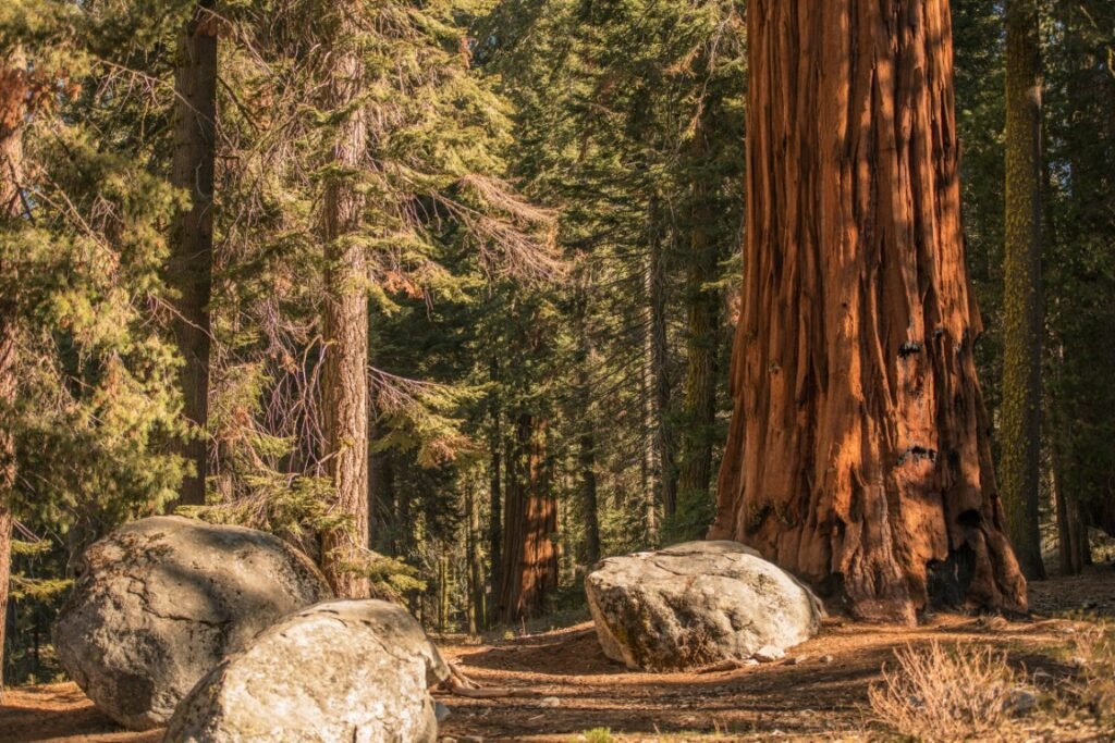 Best National Parks for Families -Sequoia & Kings Canyon National Parks
