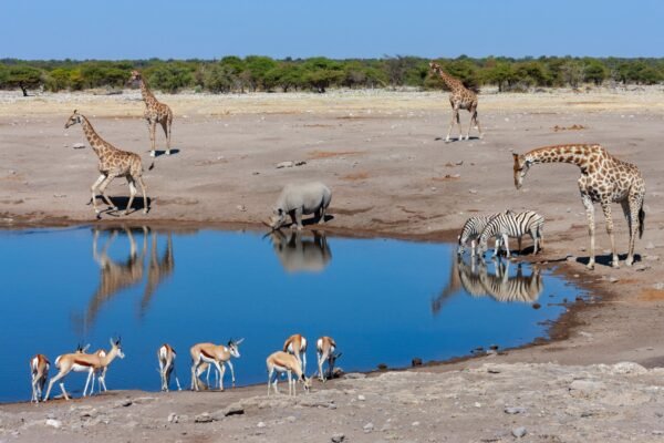 family safari in Namibia