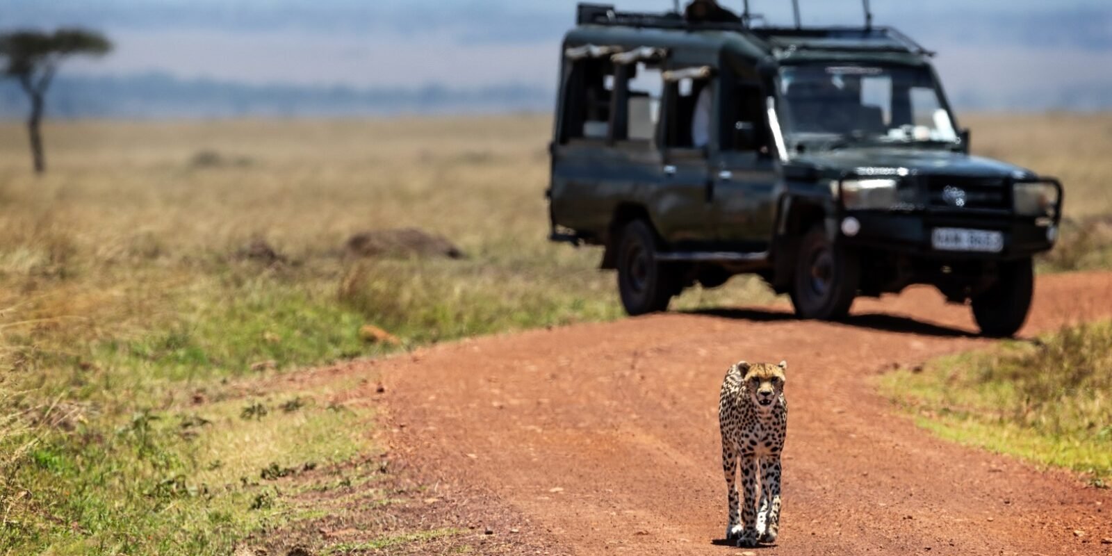 South Africa family safari