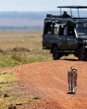 South Africa family safari