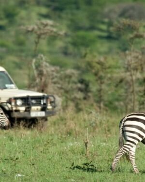 Tanzania family safari