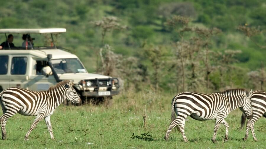 Tanzania family safari